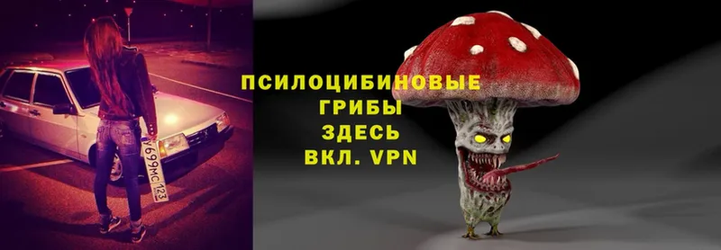 Галлюциногенные грибы Psilocybe  закладки  Бикин 